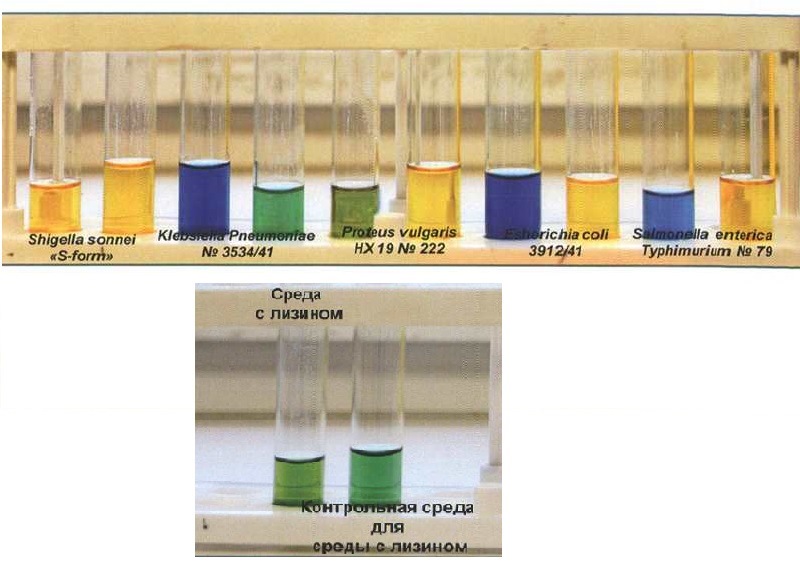 Среда л. Среда с лизином микробиология. L-лизиндекарбоксилазная среда для идентификации бактерий рода Salmonella. Питательная среда лизина. Контроль лизина питательная среда.
